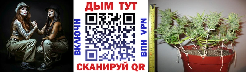 где продают   Узловая  Шишки марихуана планчик 